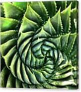 Spiral Succulent Canvas Print