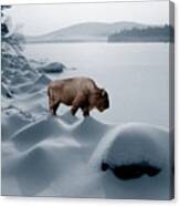 Spirit Buffalo Before A Frozen Lake Canvas Print