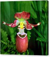 Spotted Ladyslipper Orchid Ala Canvas Print