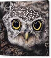 Spotted Owlet Canvas Print