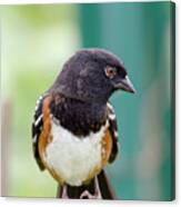 Spotted Towhee Eyelashes Canvas Print