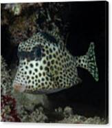 Spotted Trunkfish Canvas Print