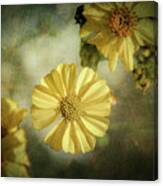Spring Desert Marigold Canvas Print