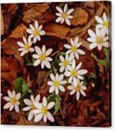 Spring Ephemeral Bloodroot Cluster Fl4508-2 Canvas Print