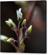 Spring Flowers Buds - White Canvas Print