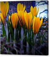 Spring Has Sprung Canvas Print