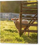 Spring Lamb In The Late Afternoon Canvas Print