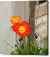 Spring Poppies Canvas Print