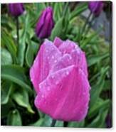 Spring Raindrops On Pink Tulips Canvas Print