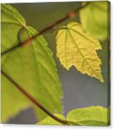 Spring Red Maple Leaves Canvas Print