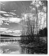 Spring Riverside In Black And White Canvas Print