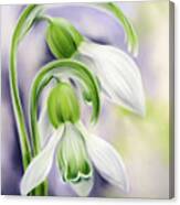 Spring Snowdrops On Purple Canvas Print