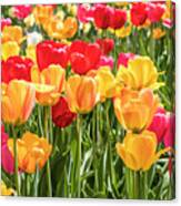 Spring Tulip Field #1 Canvas Print