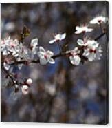 Spring White Blossom Canvas Print