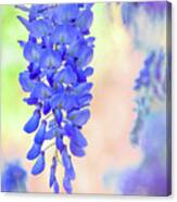 Spring Wisteria In Mississippi Canvas Print