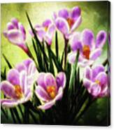 Spring's Early Gift Canvas Print