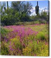 Springtime - Sonoran Desert Canvas Print