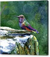 Sprinkle Tinkle - Hummingbird Canvas Print