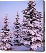 Spruce Trees On A Winter Dawn Canvas Print