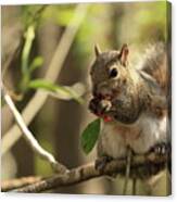 Squirrel Eating Berries Canvas Print