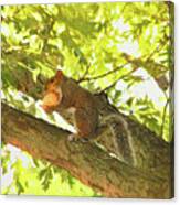 Squirrel With Peach Canvas Print