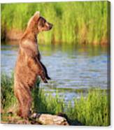 Standing Grizzly Bear - 1 Canvas Print