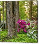 Standing Tall Amongst The Azaleas In Hampton Roads Virginia Canvas Print