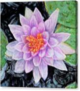 Star Of The Pond Canvas Print