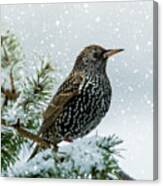 Starling In Snow Canvas Print