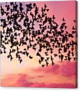 Starlings Canvas Print