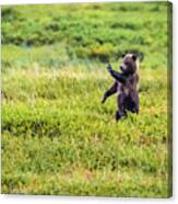 Stop - Brown Bear Cub In Denali Np Canvas Print