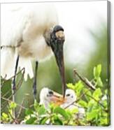 Stork And Chicks Canvas Print