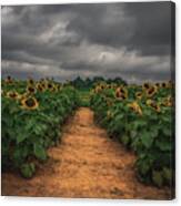 Stormy Sunflower Series Iv Canvas Print
