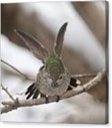 Stretching Hummingbird Canvas Print