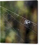 Stuck In A Web Canvas Print