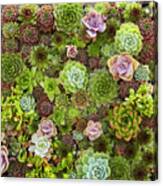 Succulents Canvas Print