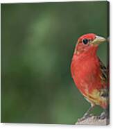 Summer Tanager #3 Canvas Print