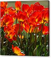Sun-drenched Tulips Canvas Print