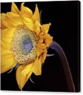 Sunflower 031708 Canvas Print