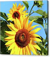 Sunflower And Bees Canvas Print
