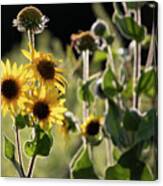 Sunflower Collection - Bottom Canvas Print