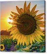 Sunflower Farm Landscape - Lawrence Kansas Canvas Print