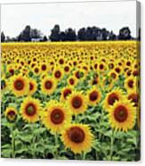 Sunflower Field  9464 Canvas Print