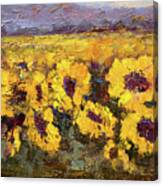 Sunflower Fields Ii Canvas Print