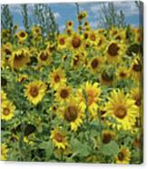 Sunflower Fields Canvas Print