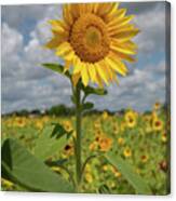 Sunflower In Field Canvas Print