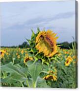 Sunflower King Canvas Print