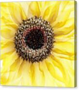 Sunflower Of Peace No.3 Canvas Print