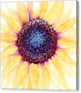 Sunflower Of Peace No.4 Canvas Print