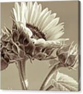 Sunflower Portrait In Sepia Canvas Print